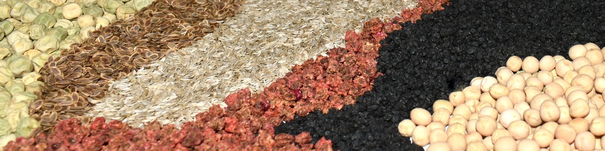 semi di piante semi di ortaggi semi di fiori