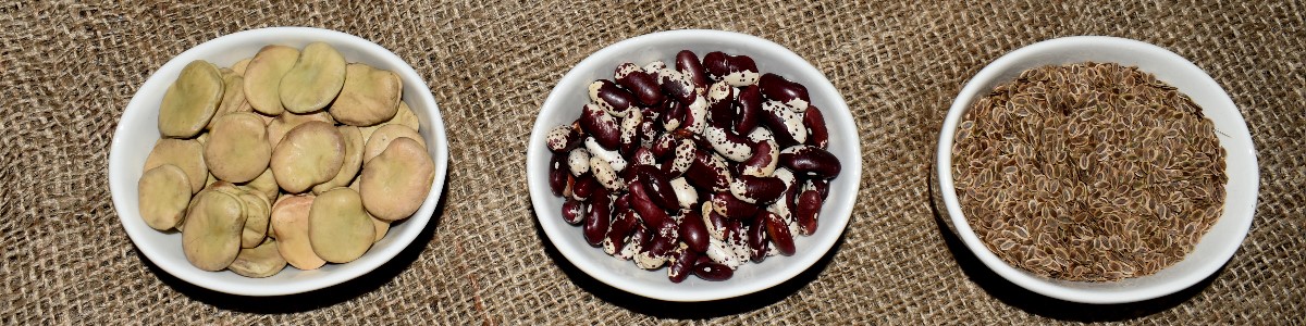 semi di piante semi di ortaggi semi di fiori